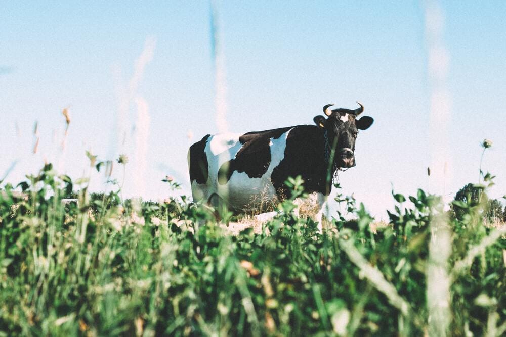 lait mauvais pour la santé