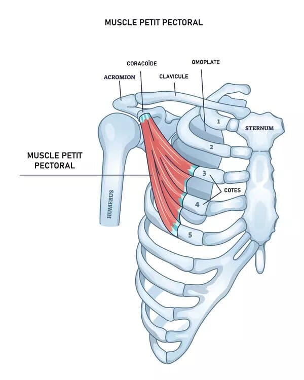 exercices pectoraux