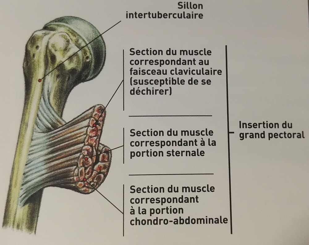 3 faisceaux pectoral