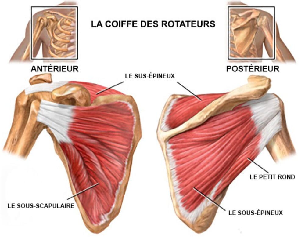 muscles profonds épaule