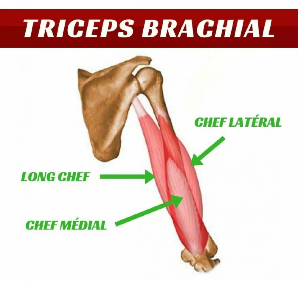 anatomie du triceps