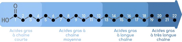 acide gras chaîne moyenne