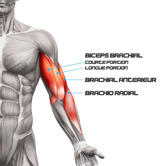 biceps long vs court