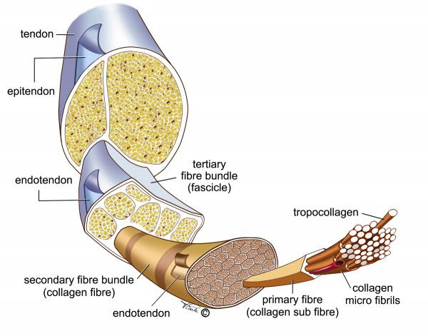 tendon