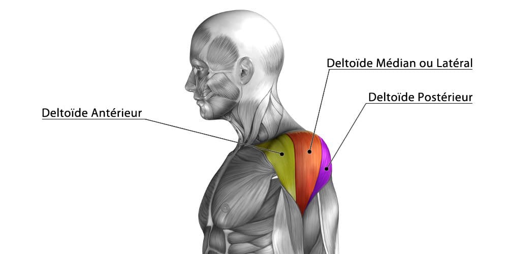 anatomie épaules