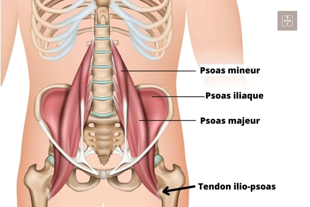 psoas définition