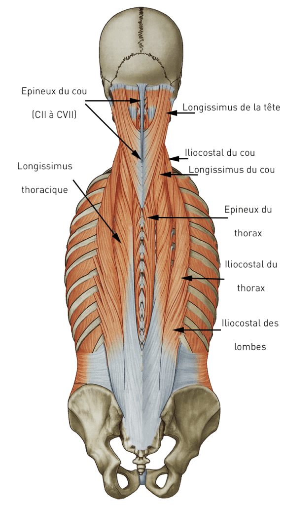 muscles lombaires