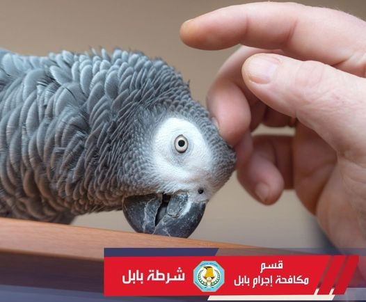 الاطاحة بعصابة تسرق "الببغاوات غالية الثمن" في بابل