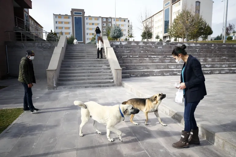 تركيا تمرر قانوناً يجمع " الكلاب الضالة" من الشوارع ويضعها في ملاجئ