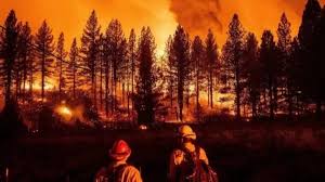 النيران تلتهم غابات تركيا.. ورجال الإطفاء يكافحون لإخمادها