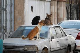 إثر تسجيل 9 وفيات.. تحذيرات بتونس من مخاطر انتشار داء الكلب