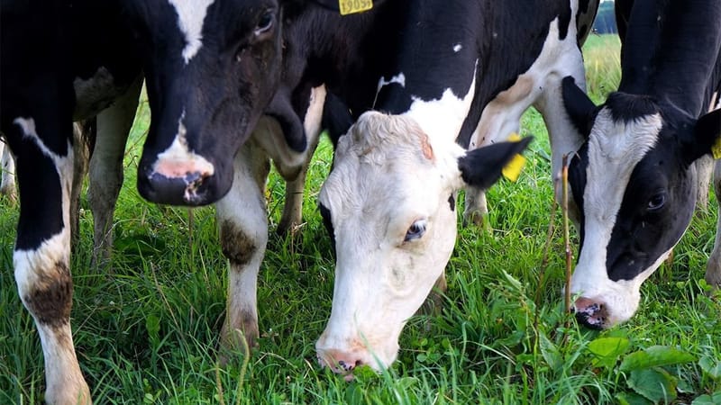 إنفلونزا الطيور تتفشى في أبقار أكبر ولاية أمريكية منتجة للحليب