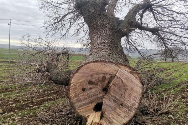 عمرها قرنان.. الشرطة تحقق في قطع شجرة تاريخية