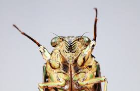 في ظاهرة نادرة.. مليارات من "الحشرات الصارخة" تغزو عدة ولايات أمريكية