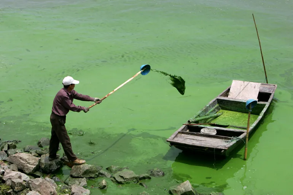 خطر الطحالب “البكتيريا الزرقاء” تتكاثر في المياه الراكدة