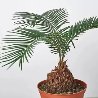 Цикас содержит поражающий печень циказин. Источник: Exotica | Магазин комнатных растений с доставкой по всей России.