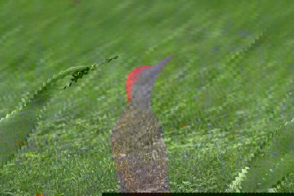 groene specht