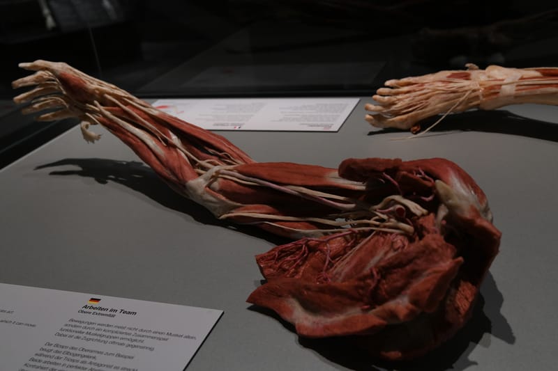 Body worlds