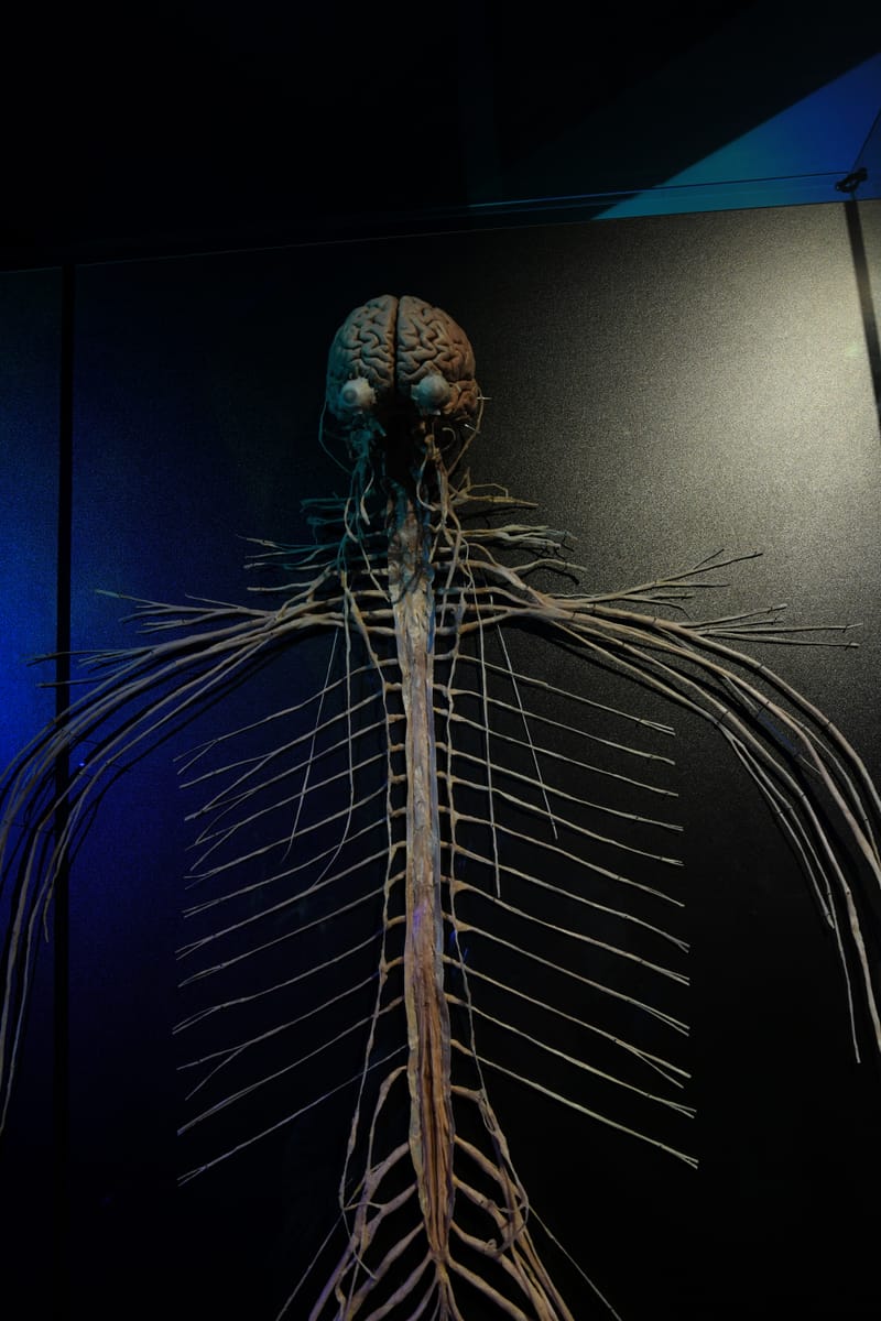 Body worlds