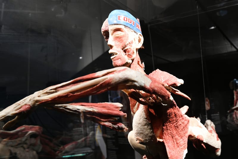 Body worlds