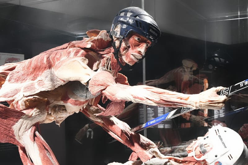 Body worlds