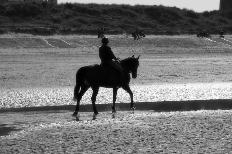 paarden op strand 