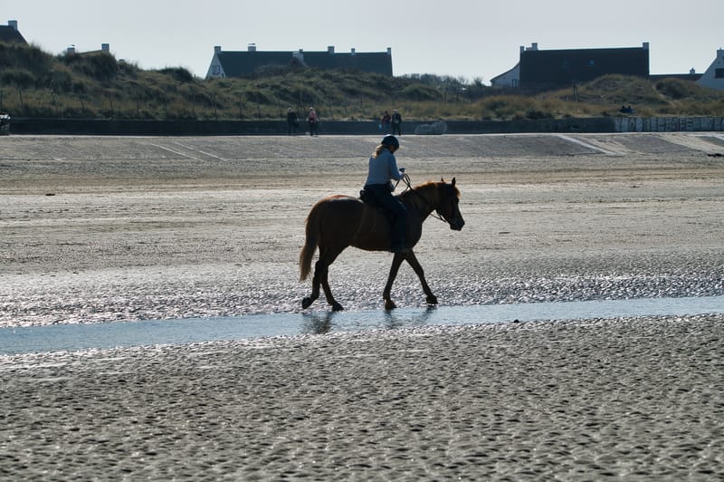 paarden op strand 