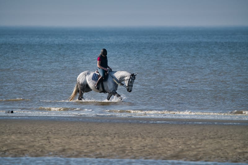 paarden op strand 