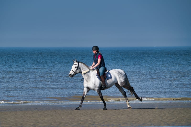 paarden op strand 