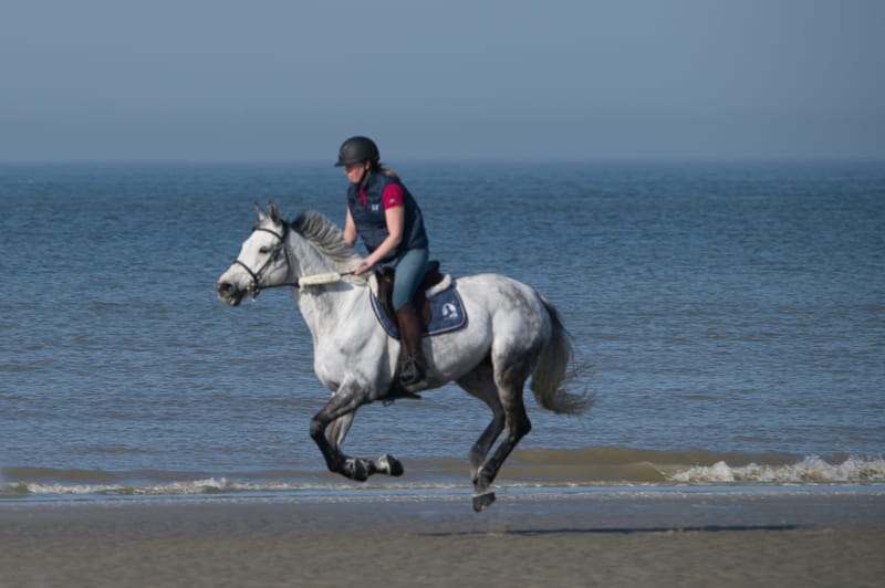 paarden op strand 