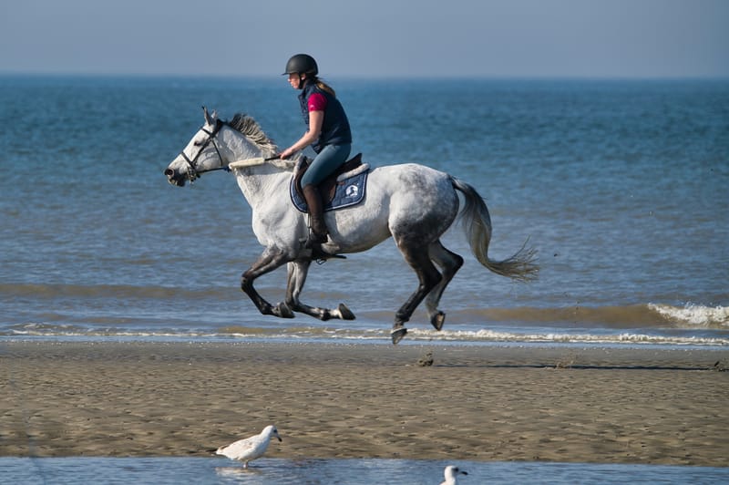 paarden op strand 