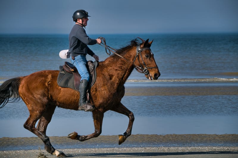 paarden op strand 
