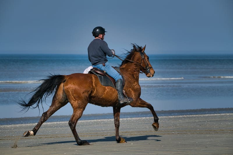 paarden op strand 