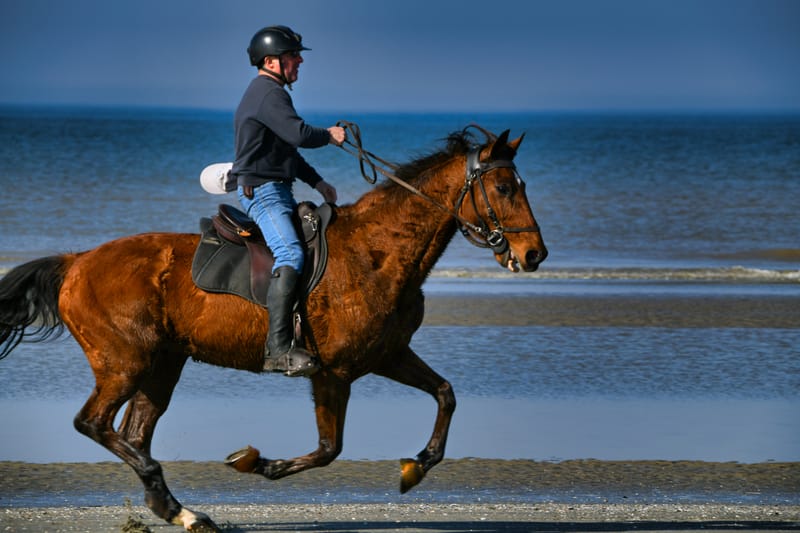 paarden op strand 
