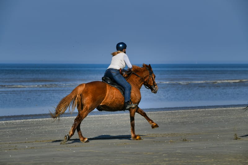 paarden op strand 