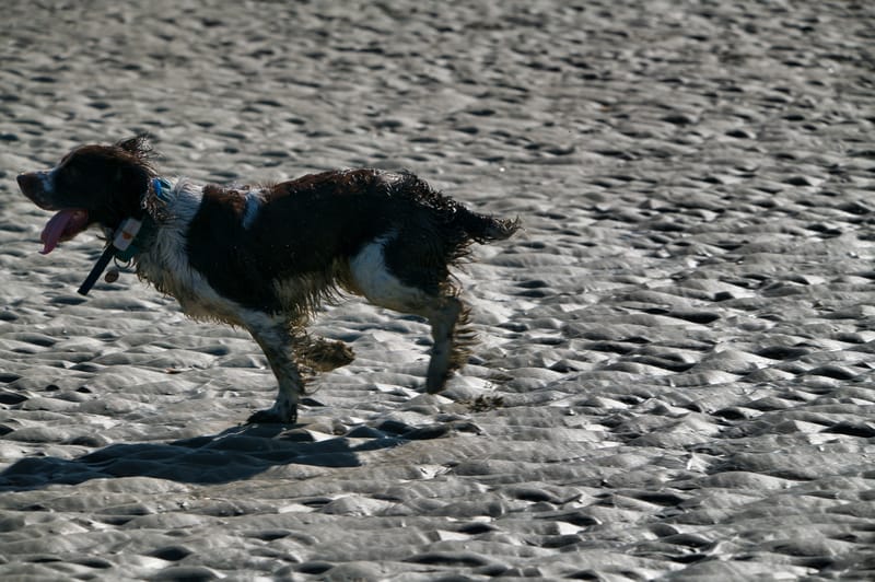 honden op strand