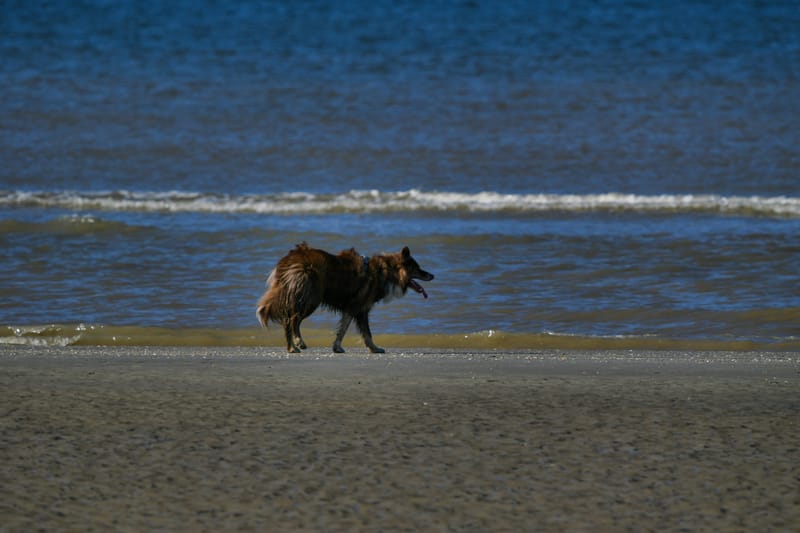 honden op strand