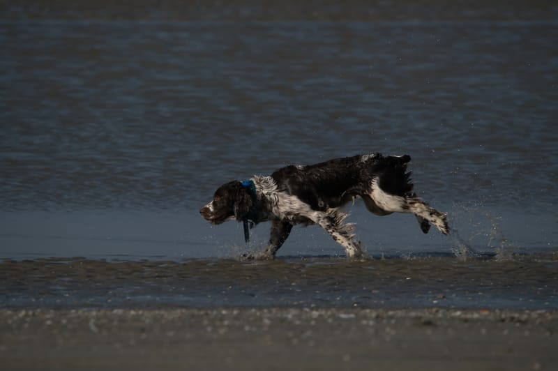 honden op strand