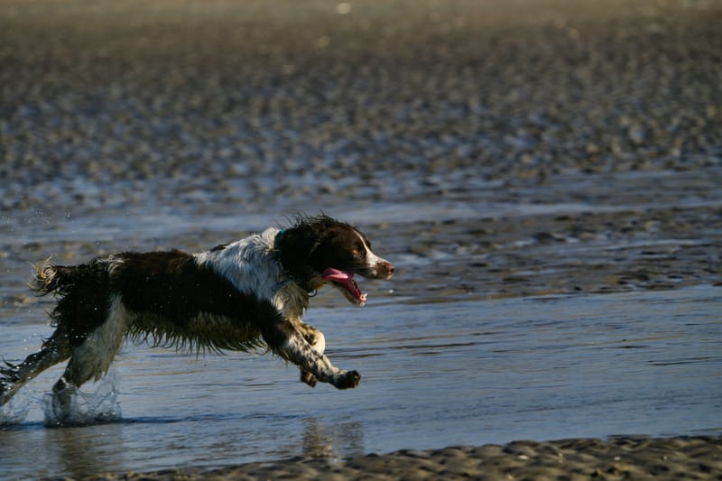 honden op strand