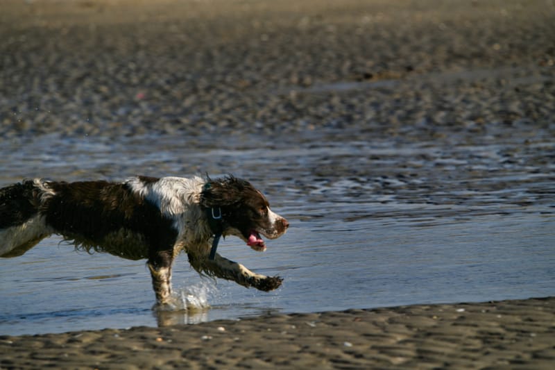 honden op strand