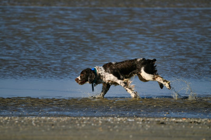 honden op strand
