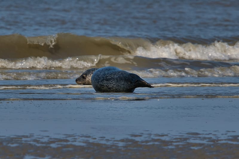 zeehond aan het rusten aan laag waterlijn