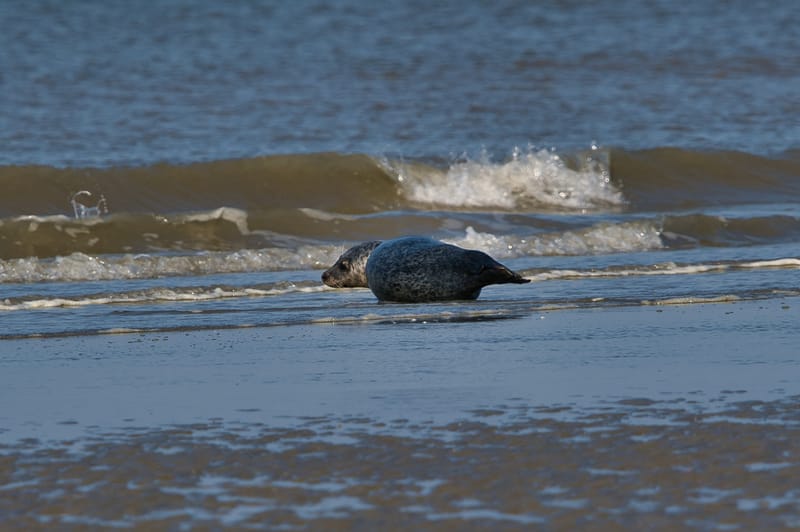 zeehond aan het rusten aan laag waterlijn