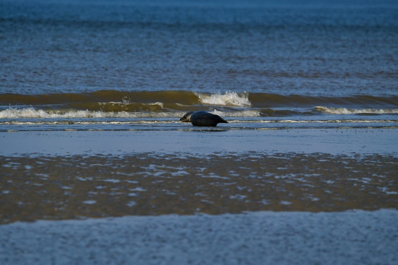 zeehond aan het rusten aan laag waterlijn