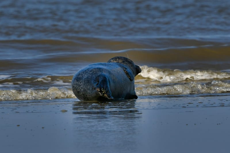 zeehond aan het rusten aan laag waterlijn