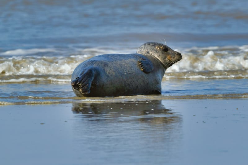 zeehond aan het rusten aan laag waterlijn