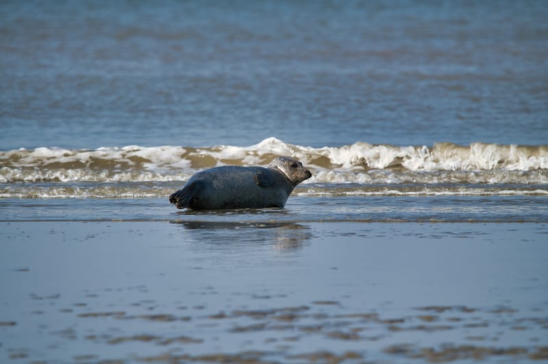 zeehond aan het rusten aan laag waterlijn