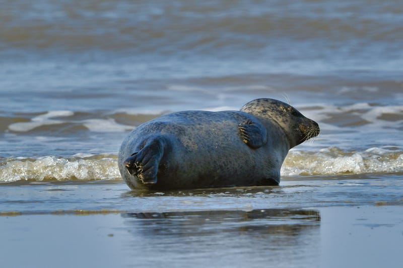 zeehond aan het rusten aan laag waterlijn