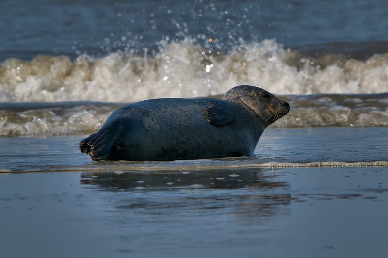 zeehond aan het rusten aan laag waterlijn