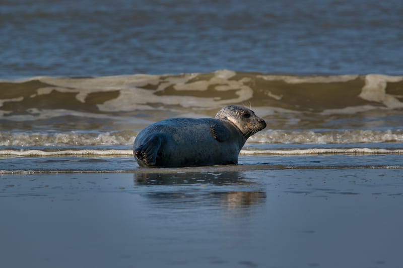 zeehond aan het rusten aan laag waterlijn